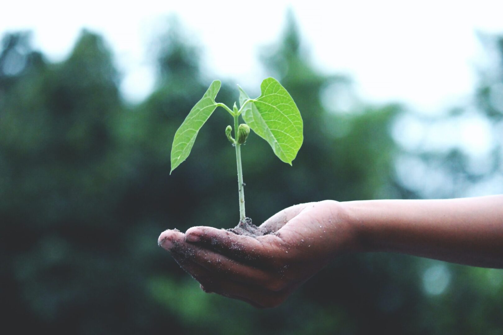 Plant growth